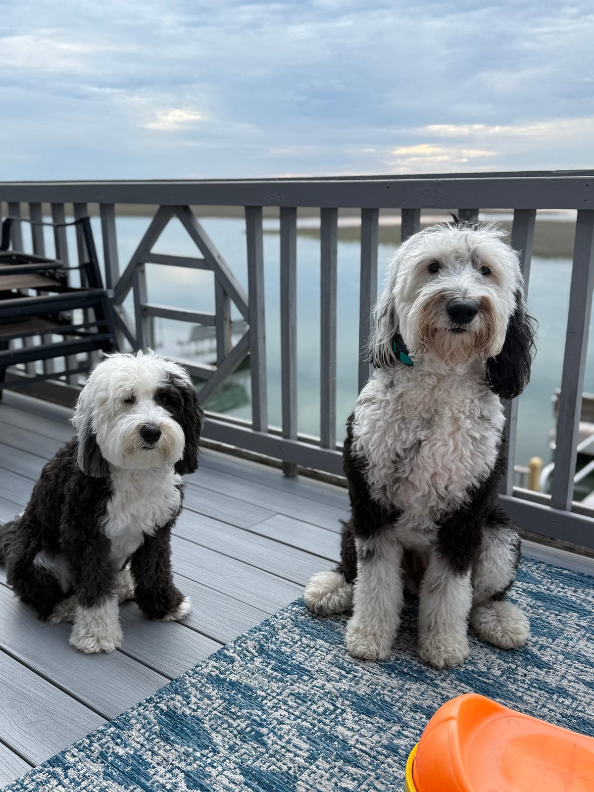 Evan Rowe's dogs, Cookie and Tilly, at the North Carolina coast